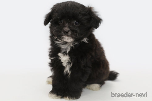 成約済の神奈川県のミックス犬-301726の2枚目